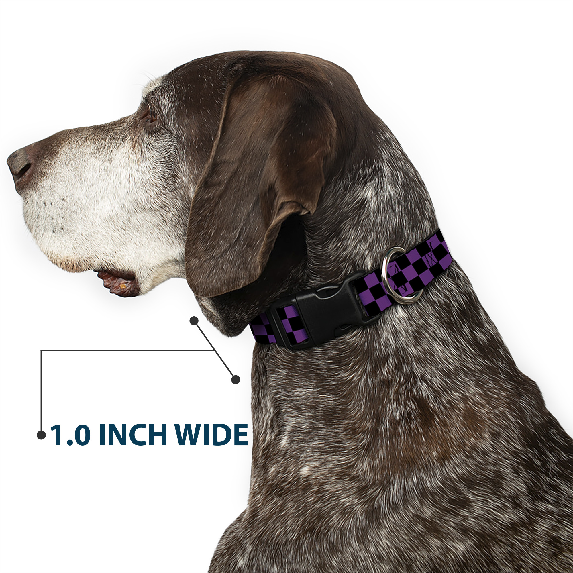 Plastic Clip Collar Checker Black/Purple Medium 11-16.5"