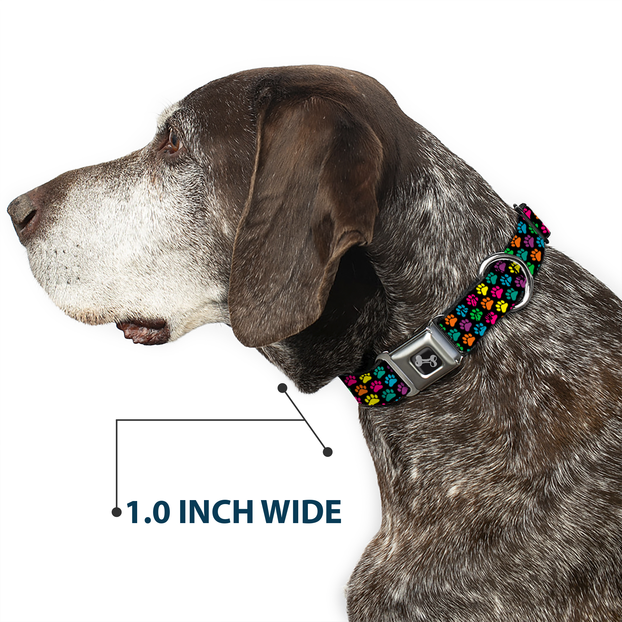 Dog Collar Bone Paw Print Black/Multi Color Medium 11-16.5"