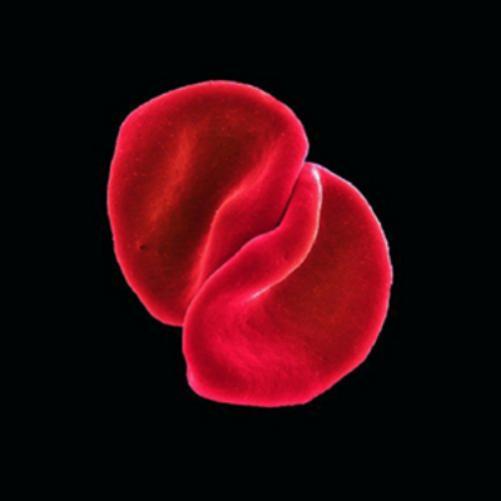 Peter Gabriel Scratch My Back (CD) Album (UK IMPORT)